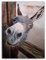 Puzzles 1000 Teile für Erwachsene - Süßes kleines Esel-Puzzle - Buntes Spielzeug für Bildung und Entspannung 26x38cm