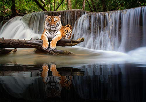 wandmotiv24 Fototapete liegender Tiger Wasserfall, XL 350 x 245 cm - 7 Teile, Wanddeko, Wandbild, Wandtapete, Wald Dschungel Bäume Tier M6544