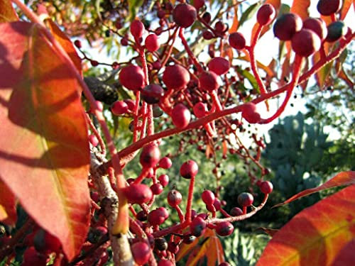 Chinesische Pistazie Pistacia chinensis Pflanze 15-20cm Chinese Pistachio