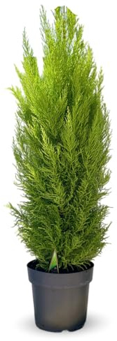 Attitude Jardin - Cipresso gold crest - cupressus macrocarpa - 110-120 cm - ⌀ 22 cm - pianta da esterno