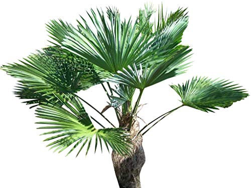 Semi di palma di canapa Trachycarpus Fortunii Cold Hardy 500
