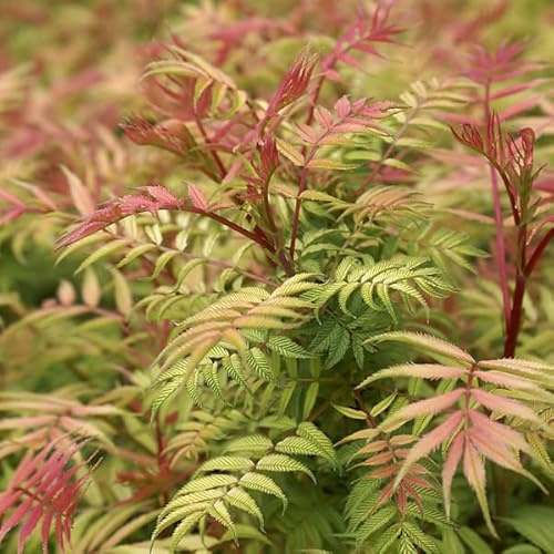 3 x Sorbaria Sorbifolia Sem- Niedrige Fiederspiere 'Sem' 30-40 cm im Container -Die großzügige Natur des Schwarzen Holunders