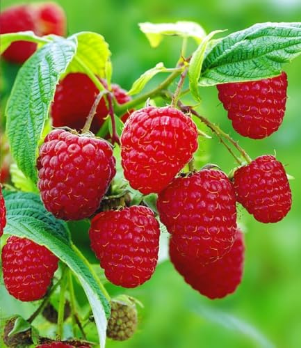 BALDUR Garten 2x Himbeeren TwoTimer® Sugana®, Pflanzen im 2-Liter Topf | Rubus idaeus, 2x Ernte im Jahr, volle Erträge, Himbeerpflanze, essbare Früchte, winterhart & pflegeleicht