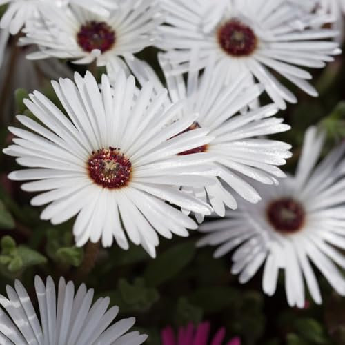 50 pcs Mittagsblume Samen - pflanztopf winterharte stauden mehrjährig Mittagsblumen - Atenia cordifolia - zimmerpflanzen garten samen geschenke für pflanzenliebhaber hochbeet für den