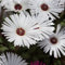 50 pcs Mittagsblume Samen - pflanztopf winterharte stauden mehrjährig Mittagsblumen - Atenia cordifolia - zimmerpflanzen garten samen geschenke für pflanzenliebhaber hochbeet für den