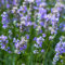 300 pcs lavendel samen balkon, kräutergarten küche saat gartensamen lavendelsamen - Lavandula angustifolia balkon hochbeet schmetterlingswiese gartenkräuter seed bienen wiese wildkräuter