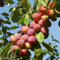 kiskick 5 Pz/borsa Semi di nettarine Produttive Non OGM Piantine di alberi da frutto ben adattate per l'abbellimento di semi di prato per balconi con radici Seme
