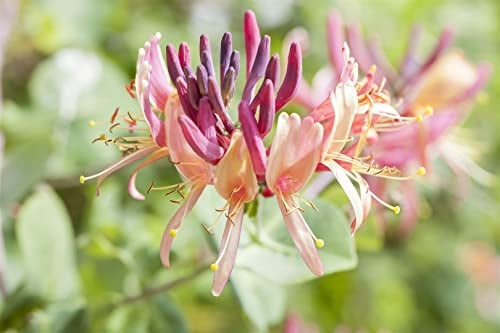 Geißblatt 60-100 cm Topf Lonicera caprifolium winterhart Sichtschutz | Sommergrün, weiße duftende Blüten Mai bis Juni, sonnig bis halbschattig, rankend an Pergola, winterhart bis -20 °C