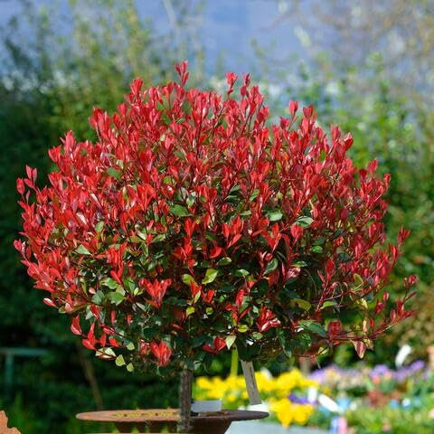 100 semillas de la planta Photinia roja