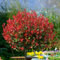 100 semi di pianta di Photinia rossa