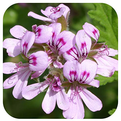 Scented Pelargonium Rose Large Cutting Plug Plant Grandeur Odorata Geranium
