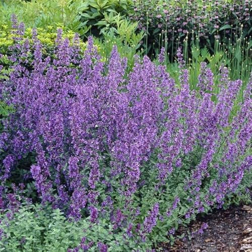 12 unità Nepeta Faassenii 'Six Hills Giant' - Erba Gatta Vaso 9x9cm ±1 m² - Nepeta con Fiori Blu e Crescita Alta