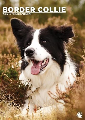 Border Collie Kalender 2025