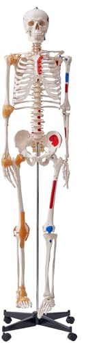 VEVOR Human Skeleton Model for Anatomy, 71.65 Life Size, Accurate PVC Anatomy Skeleton Model with Ligaments, Movable Arms, Legs & Jaw, with Muscle Origin & Insertion Points, for Professional Teaching