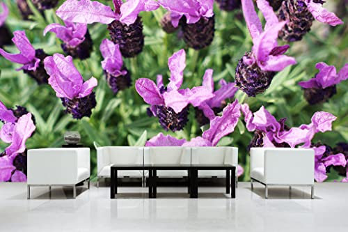 Glücksvilla - Fototapete, selbstklebend (600 x 300 cm (BxH) - div. Maße - Vlies-Tapete XXL moderne Wand-Deko - Lila Schopf-Lavendel Blüten - Natur Botanik Garten Pflanzen Blume Blüte Fotografie