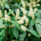 80 piezas comprar semillas de laurel cereza, regalos de jardín, jardín de flores Plantas de laurel cerezo - Prunus laurocerasus - semillas de flores, plantas para jardin Plantas de