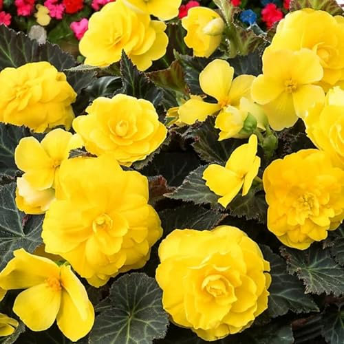 Carbeth Plants Begonia Nonstop Yellow Summer Bedding Plant 2 x 9cm Pots - Easy Grow Garden Ready Weather Resistant Outdoor Shrubs - Summer Flowers for Beds, Borders, Pots & Containers