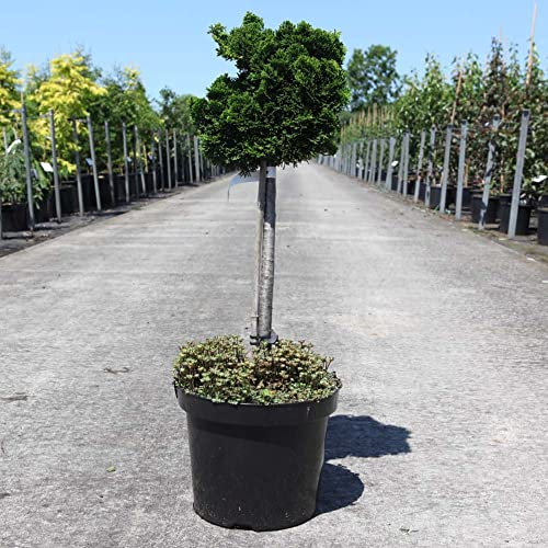 Dwarf Conifer Hinoki False Cypress Chamaecyparis obtusa 'Nana Gracilis' Slow Growing Compact Evergreen Hardy Tree Easy to Grow Your Own Trees 7.5-Litre Potted Plants by Thompson and Morgan (2)