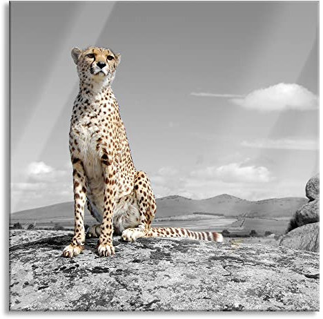 Pixxprint Glasbild, Wandbild auf Echtglas, stolzer Gepard, 40x40 cm, inkl. Aufhängung und Abstandshalter
