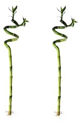 Set de 2 Lucky Bamboo - Bambú de la Suerte Natural