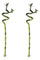 Set de 2 Lucky Bamboo - Bambú de la Suerte Natural