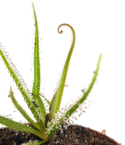Fangblatt - Drosera regia - seltener Königssonnentau - fleischfressende Pflanze - Sonnentau im Ø 9 cm Topf