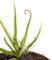 Fangblatt - Drosera regia - seltener Königssonnentau - fleischfressende Pflanze - Sonnentau im Ø 9 cm Topf