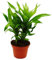 Ausgefallene XL-Bromelien Nature's Touch - Vriesea ospinaea - Exotische Blattschönheit - 15cm Topf