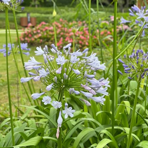 Semillas de plantas de agapanthus - lirio africano - Decoración de jardín para exterior, plantas de balcón, Semillas de plantas de lirio africano, flores de jardín, semillas de plantas 150pcs