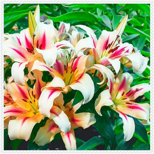 Bulbo Di Giglio,Giglio Bulbi Asiatico,Bulbo Di Fiori,Fiori Delicati E Profumati,Lilium Bulbi Giganti-4bulbi-G