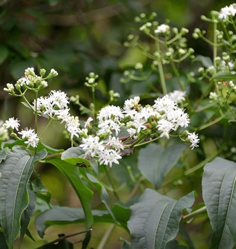 Sieben Söhne des Himmels Strauch Tianshan 40-60cm - Heptacodium miconioides
