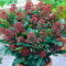 Skimmia japonica Rubella | Bellissimo arbusto sempreverde fiorito da giardino in vaso