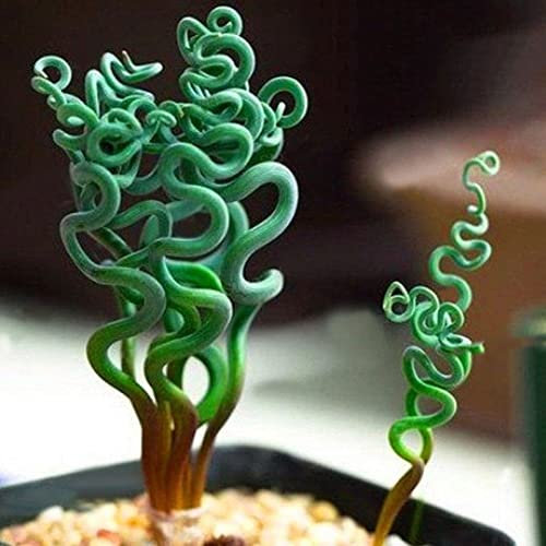 Haloppe 200 Unids Semillas de Plantas Suculentas para la Plantación de Jardín en Casa, Plantas Suculentas Raras Jardín en Casa Espiral Primavera Hierba Bonsai Semillas