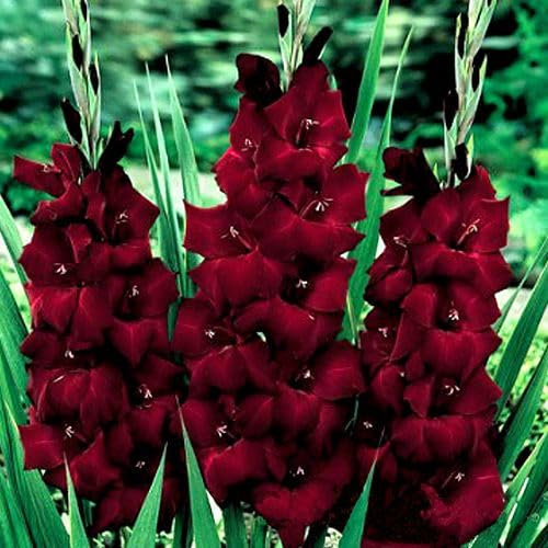 Gladioli Black Sea Red Summer Flowering Bulbs Plant Perennial Garden (10)