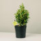 Plantì EUONYMUS JAPONICUS Arbusto sempreverde da esterno, vaso da 19 cm. Piante vere da giardino e terrazzo con foglie variegate. 6 mesi di concimazione inclusi. Idea regalo pianta da esterno (Kathy).