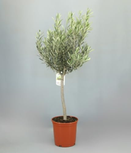 Planta natural Olivo en copa, Olea europaea, 90-100 cm. Árbol ornamental podado con forma redondeada, rústico y elegante. Segura Garden