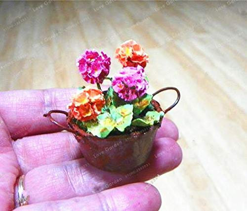 Virtue Mini Geranium Blue Pflanzen Bonsai Blume mehrjährige Blume Pelargonie Peltatum Topf Miniatur Geranie für Home Garde: Gelb