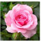 Rosa Bush Rose 'Mum in a Million' x 3 Plants