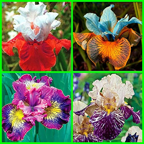 Iris Zwiebeln Iris zwiebeln winterhart mehrjährig Iris zwiebeln Iris blumen Iris blumenzwiebeln