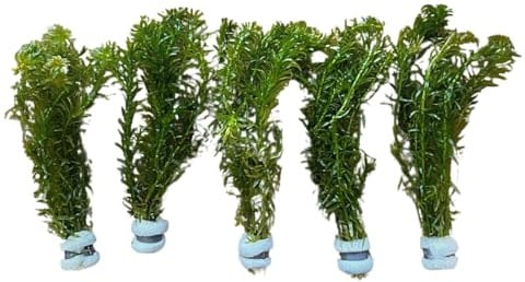 IFLO® lebende Aquariumpflanzen Set 5 Bund Elodea densa – pflegeleicht, schnellwachsend, ideale Wasserpflanzen für Süßwasseraquarium – natürliche Hilfe gegen Algen