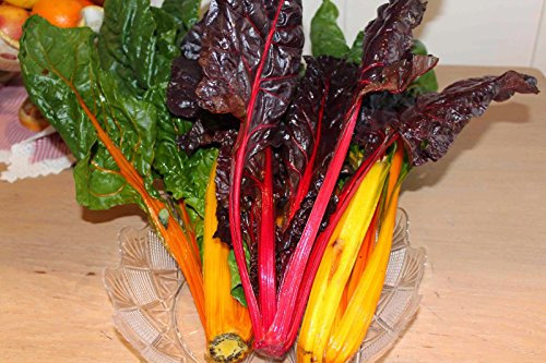 BIETOLA COLORATA NR.100 SEMI