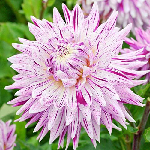 schone 1 x Dahlia Decorative Dinnerplate – Adds a Bright Splash of Colour – Summer Flowering Bulb – Perennials – for Your Beautiful Garden (1 x Dahlia Decorative Dinnerplate Avignon), Purple