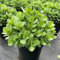 70 piezas semillas de plantas de sedum, semillas de jardín, plantas perennes resistentes semillas de sedum plantas reales, semillas de bonsai cactus, semillas de bonsái jardín de flores,
