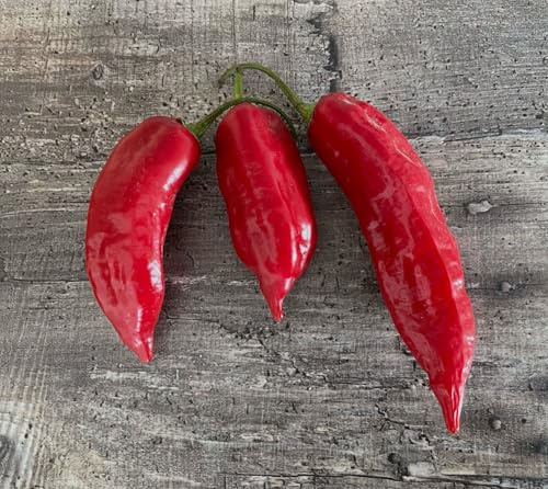 Chili Aji Limo Rojo 10 Samen