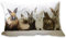 Loberon Kissen Clique, süßer Hasen-Print, kuschelweiche Qualität, Osterhasen-Druck, Ostern, Ostertextilien, Osterdeko, Zierkissen, Baumwolle, Polyester, weiß