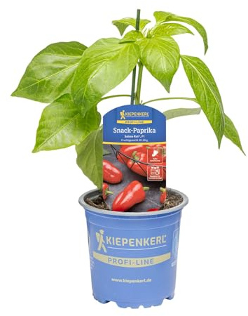 Kiepenkerl Snack-Paprika Salma Rot Capsicum annuum F1 dickfleischig süß 10,5cm Topf 5er Set 5 Pflanzen