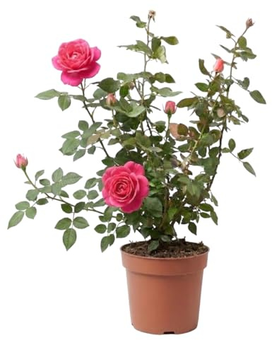 Verdecora Rosal Grandiflora en Maceta 5L | Rosa sp. Grupo Grandiflora | Arbusto Refloreciente de Flor Grande y Elegante | Ideal para Jardín, Terraza y Maceta Decorativa