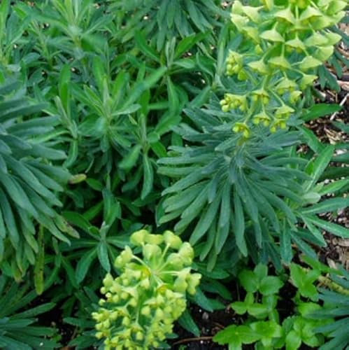 6 x Wolfsmilch 'Humpty Dumpty' - Euphorbia Characias 'Humpty Dumpty' Topf 9x9cm: Kugelförmiger Wuchs, graugrünes Laub, auffällige Blütenstände.