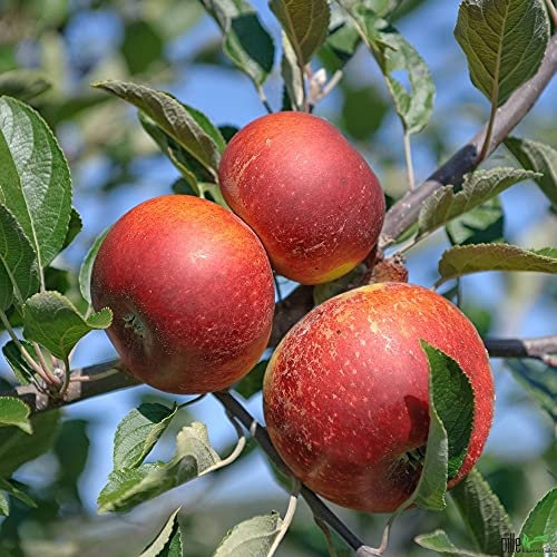 Balkonobst Apfel Ingrid Marie Kleinobst Terrassenobst Apfelbaum 80-120 cm Lieferhöhe | endgültige Höhe bis max 300 cm | malus domestica 'Ingrid Marie'