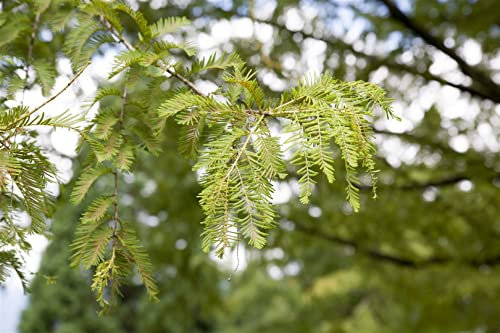 Metasequoia glyptostroboides 125-150 cm – Winterhart, Mehrjährig, Pflegeleicht – Urweltmammutbaum – Zierbaum für Garten & Park